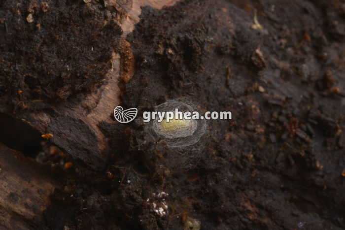 Nymphe - gryphea.com